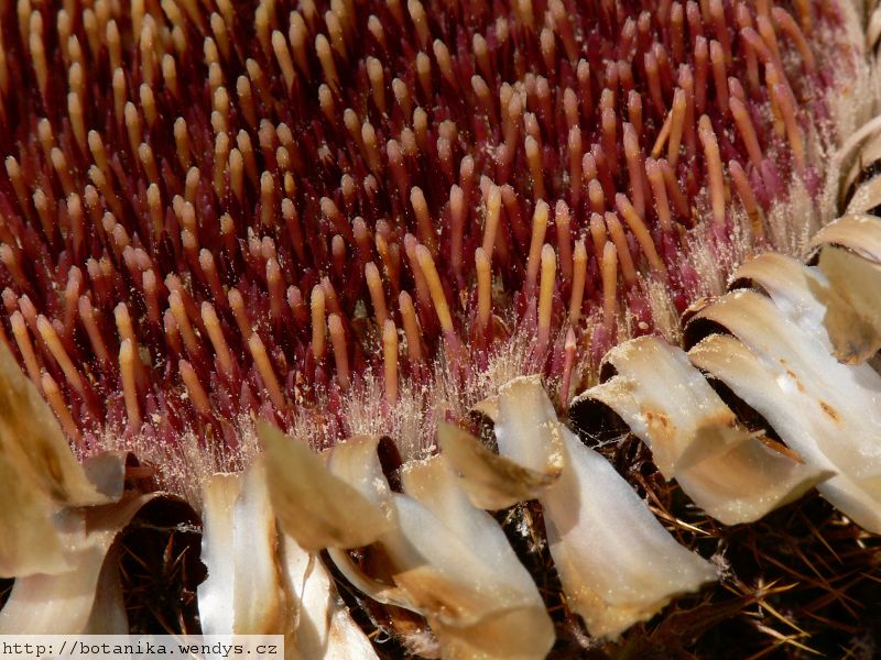 Pupava bezlodyžná  kořen řezaný